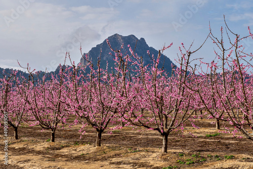 Tableau sur toile Flowering in Cieza, various fruit trees in bloom and a mountain on background