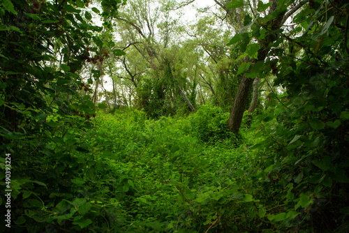 Natural background. Lush vegetation in the jungle. View of the green forest and plants beautiful texture and pattern.