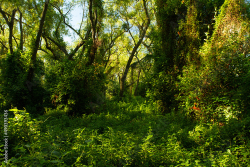The green forest with a beautiful light. Beautiful lush vegetation texture and pattern.  © Gonzalo