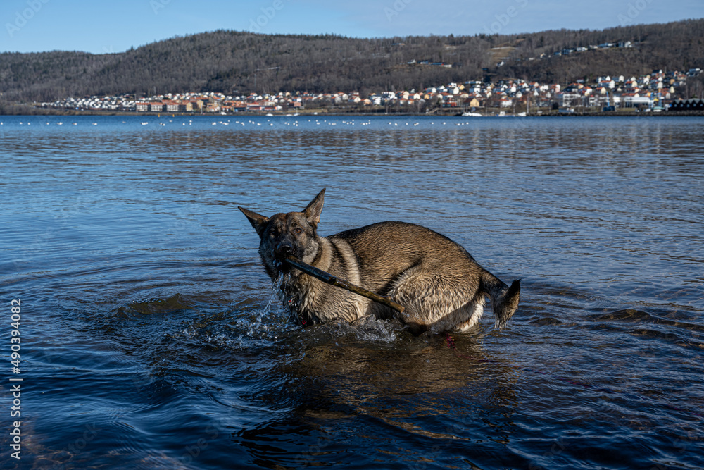 Fototapeta premium A young happy German Shepherd plays with a stick in a lake. A beautiful blue lake and mountains in the background