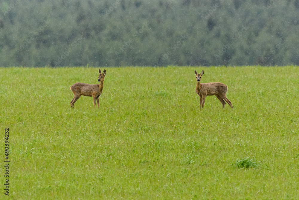 two roebucks standing in the field in rain two roebucks standing in the field in rain