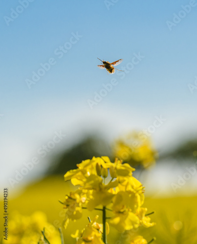 large bee-fly, dark-edged bee-fly or greater bee fly (Bombylius major) in flight over rape field photo