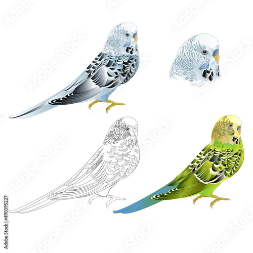 Bird Budgerigar parakeet green blue pet parakeet  or budgie or shell parakeet home pet natural and outline on a white background vintage vector illustration editable hand draw