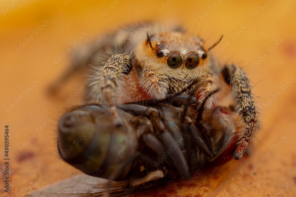 jumping spider is eating flies.
photo macro jumping spider eating flies
on a yellow background jumping spider is eating flies.
photo macro jumping spider eating flies
on a yellow background