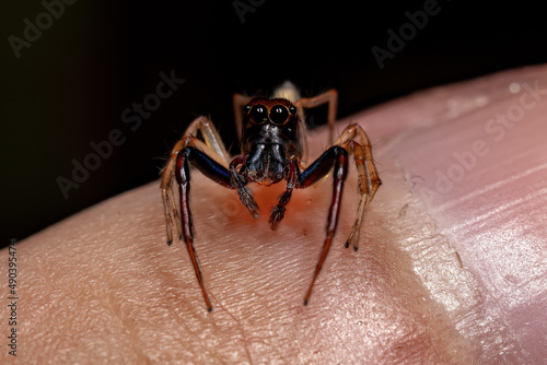 Adult Male Jumping spider photo