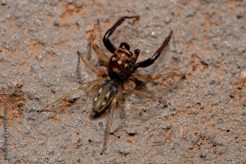 Adult Male Jumping spider photo