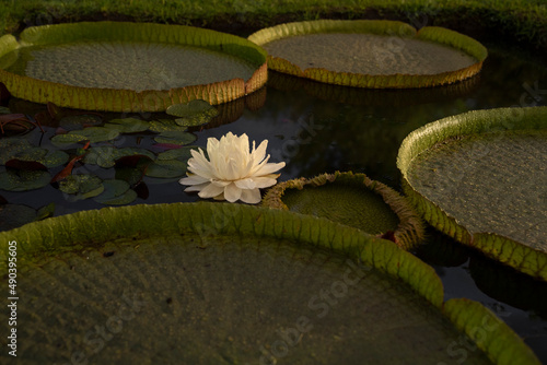 Night blooming aquatic plants. Closeup view of Victoria cruziana, also known as Giant Water Lily, large green floating leaves and flower of white petals, blooming at night in the pond. photo