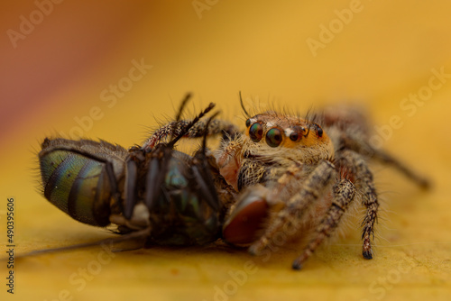 jumping spider is eating flies. photo macro jumping spider eating flies on a yellow background