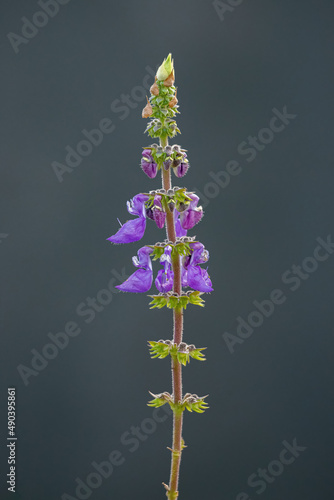 Woolly Plectranthus Plant photo