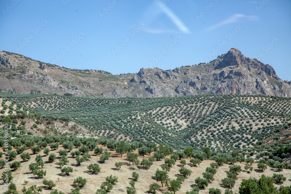 Olive orchards in Spain, scattered in the valley of the mountains and on the hills.