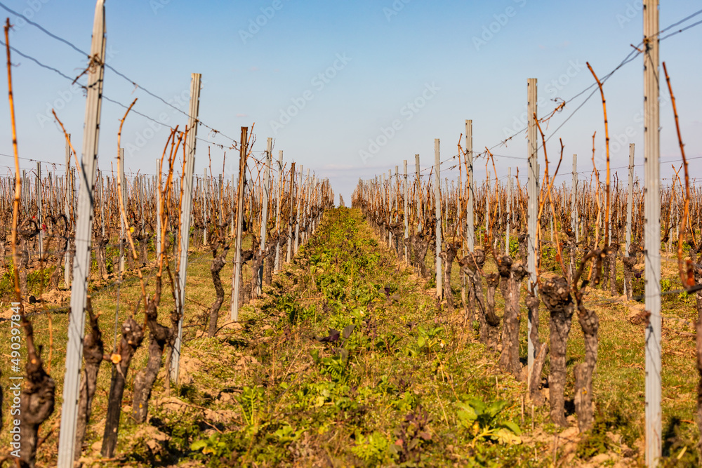 Reihen von Weinreben im Winter stehen mit Rankhilfen symmetrisch bis zum Horizont Reihen von Weinreben im Winter stehen mit Rankhilfen symmetrisch bis zum Horizont