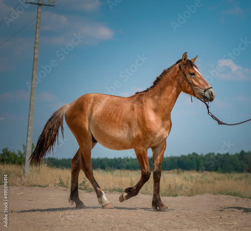 Beautiful thoroughbred horse on a field road on a sunny day.