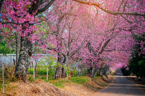 Spring Cherry Blossom Path through a beautiful road , Chiang mai , Thailand