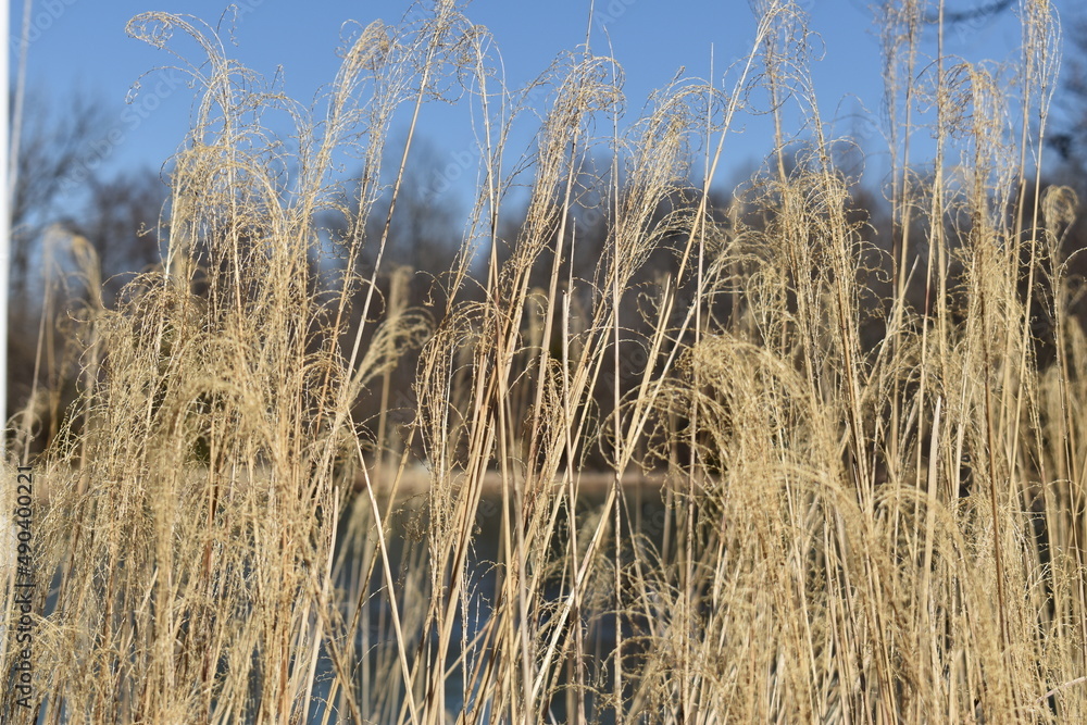 Fototapeta premium Pompous grass background with the sky.