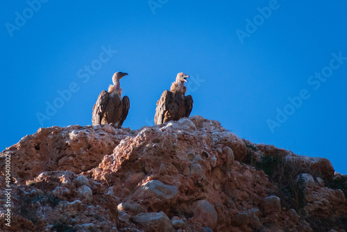 Griffon Vultures flying at the mountains of Burgos (Castilla y Leon, Spain