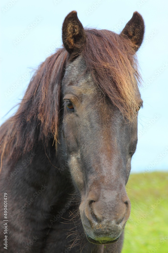 Fototapeta premium Islandpferd / Icelandic horse / Equus ferus caballus