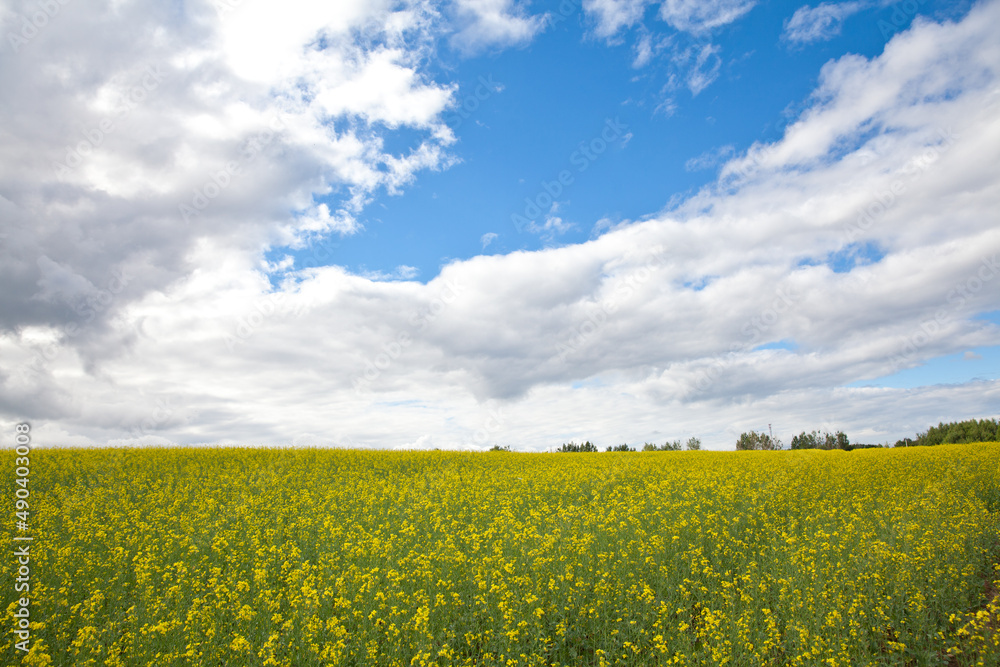 Yellow rapeseed field in the field and picturesque sky with white clouds Yellow rapeseed field in the field and picturesque sky with white clouds
