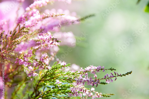 Calluna vulgaris. Flowers background. Vibrant pink heather blossoming outdoors. Purple heather flowers close up. Common heather, macro, background.