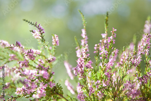 Calluna vulgaris. Flowers background. Vibrant pink heather blossoming outdoors. Purple heather flowers close up. Common heather, macro, background.