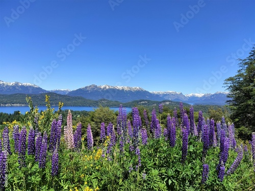 Argentine, Bariloche, Fleurs de montagne, champs de lupins violets en fleur, lac et  sommets enneigés au fond