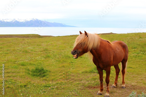 Islandpferd / Icelandic horse / Equus ferus caballus...
