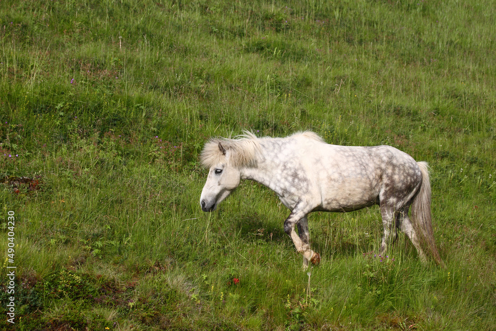 Obraz premium Islandpferd / Icelandic horse / Equus ferus caballus