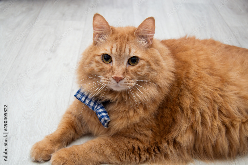 A fat red fluffy cat with a bow tie on a gray background.
