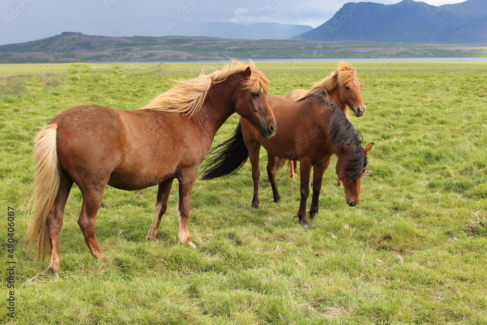 Islandpferd / Icelandic horse / Equus ferus caballus