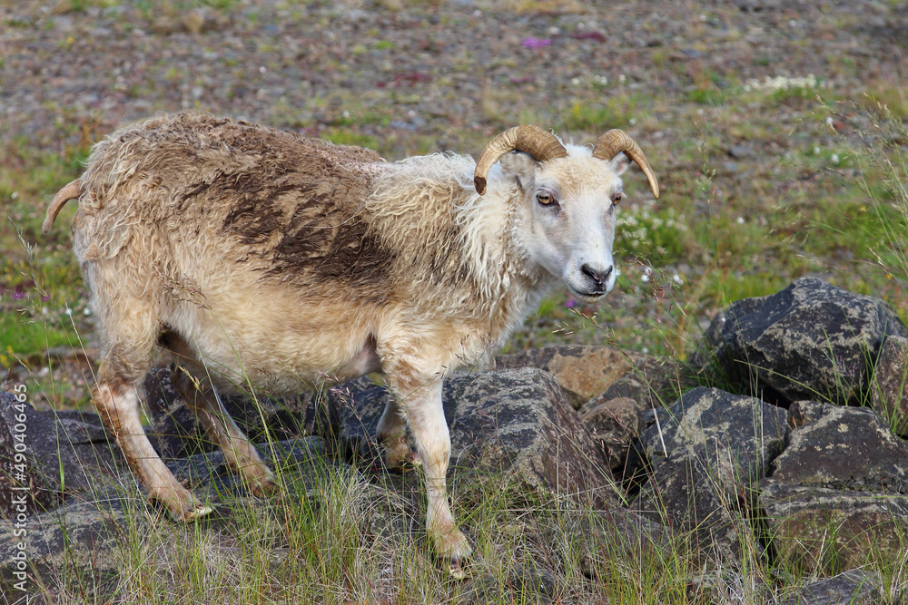 Schaf / Sheep / Ovis. Schaf / Sheep / Ovis.