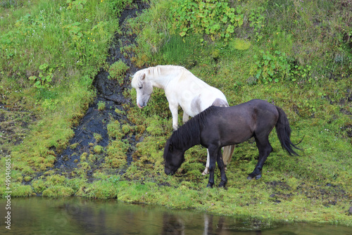 Islandpferd   Icelandic horse   Equus ferus caballus