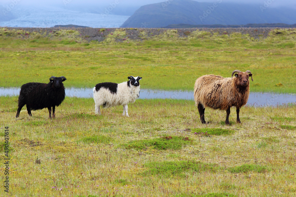 Fototapeta premium Schaf / Sheep / Ovis..