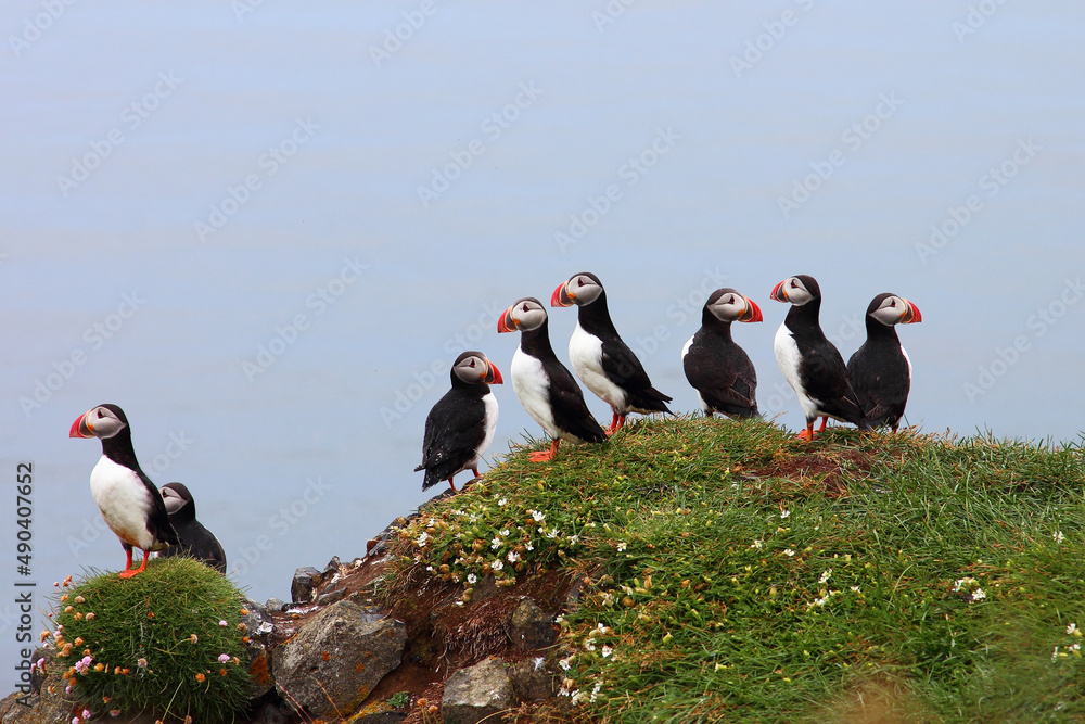 Fototapeta premium Papageitaucher / Atlantic puffin / Fratercula arctica