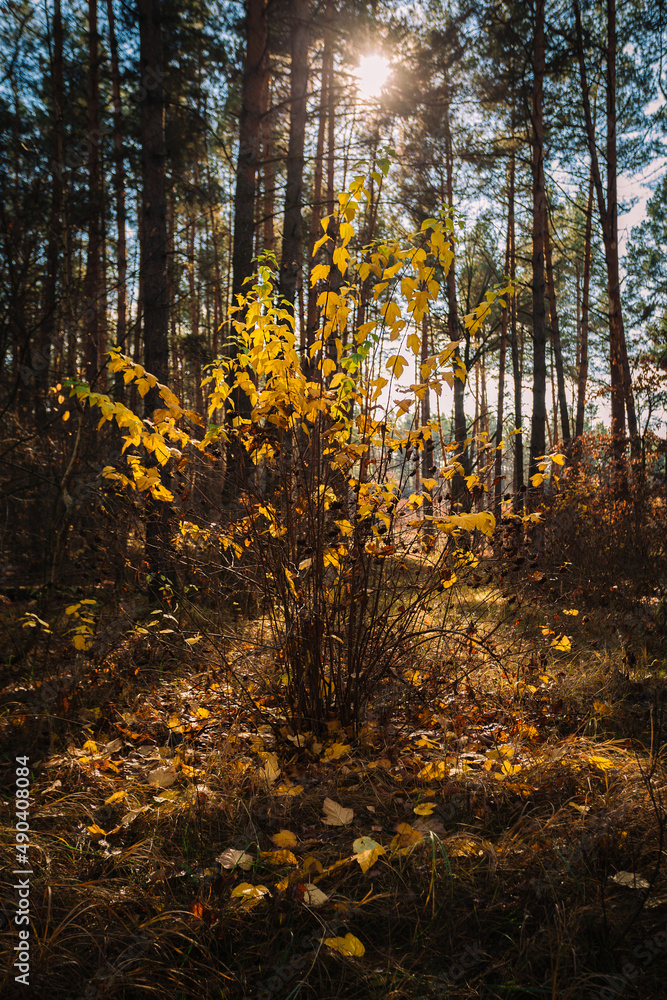 Beautiful bush with yellow leaves growing in the pine forest lit with the sunlight Beautiful bush with yellow leaves growing in the pine forest lit with the sunlight