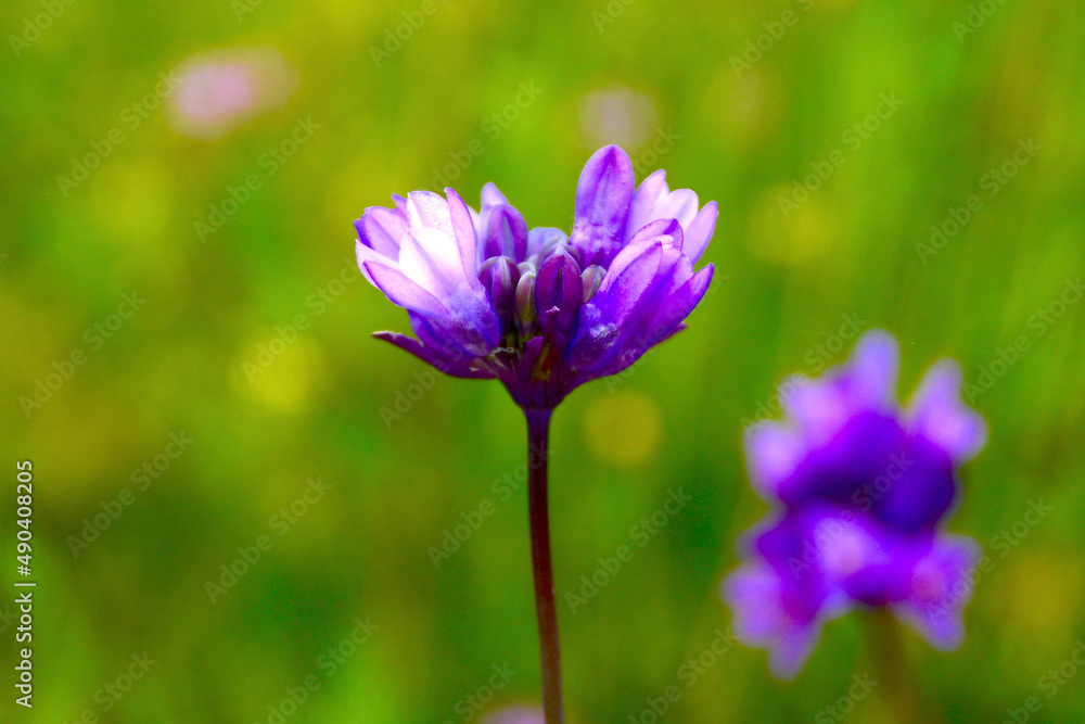 purple flowers in the garden