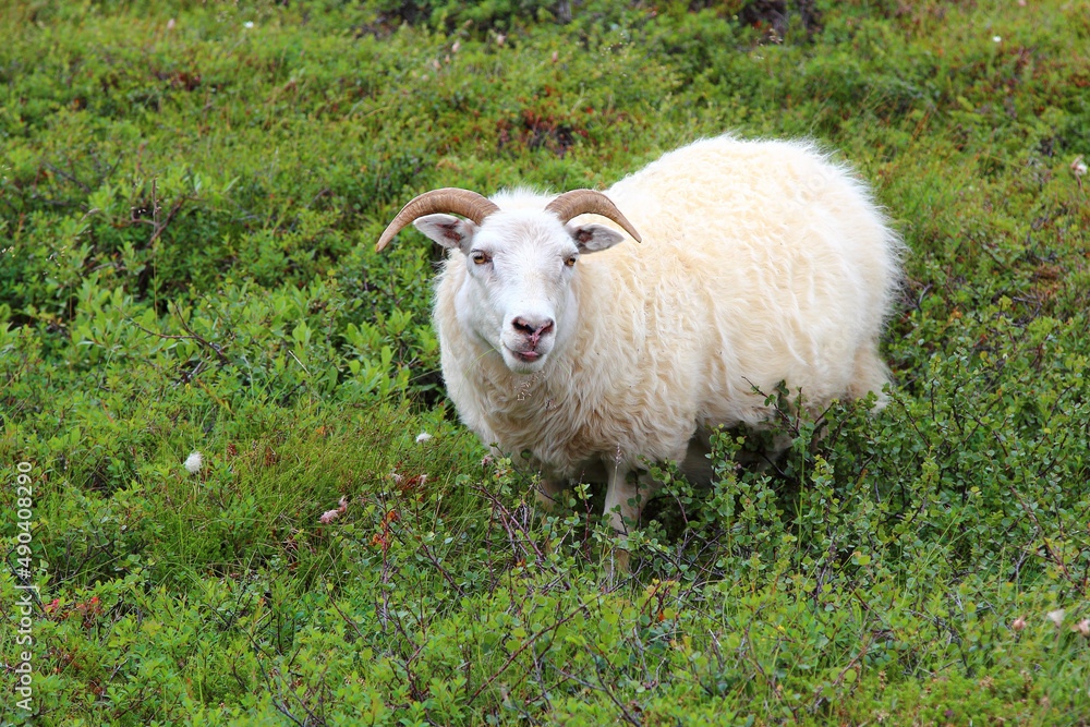 Fototapeta premium Schaf / Sheep / Ovis.