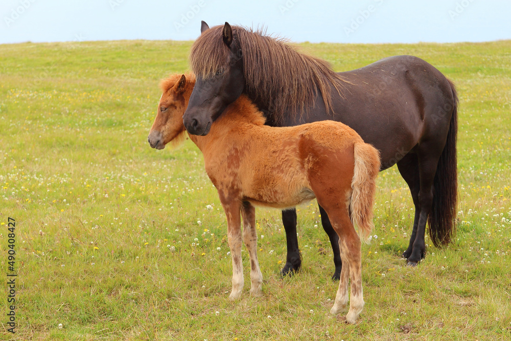 Islandpferd / Icelandic horse / Equus ferus caballus. Islandpferd / Icelandic horse / Equus ferus caballus.