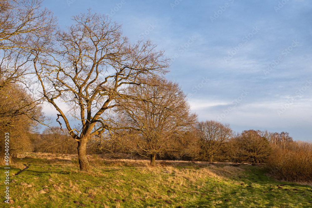 Mehrere Bäume werden von der Abendsonne ins rechte Licht gesetzt Mehrere Bäume werden von der Abendsonne ins rechte Licht gesetzt
