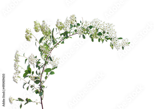 Branch of spirea tree with white flowers and green leaves isolated on a white background