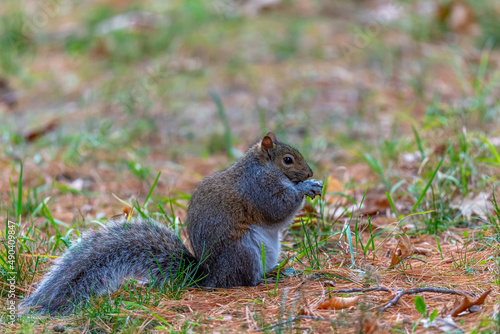 Eastern gray squirrel  Sciurus carolinensis  eating while standing on hind feet.