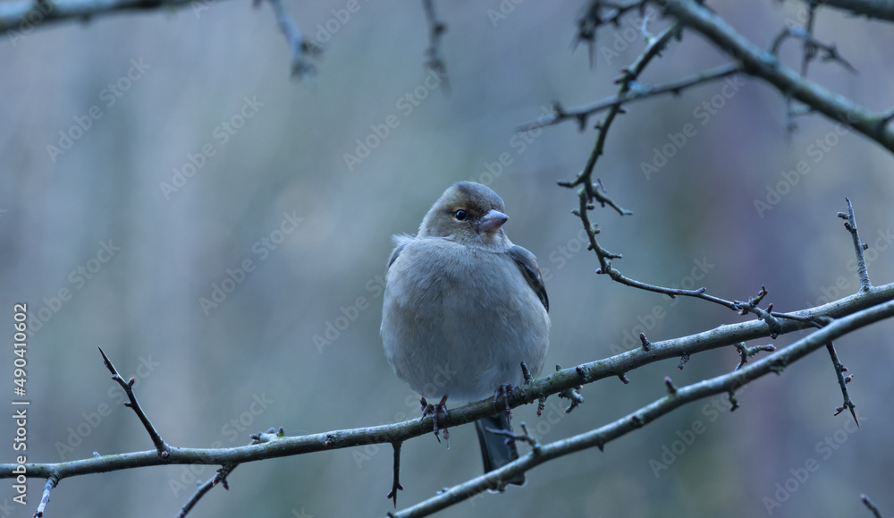 The common chaffinch on a branch on Mount Ulia. The common chaffinch on a branch on Mount Ulia.