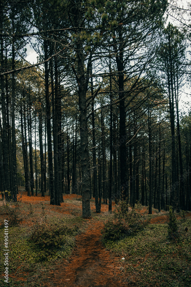Obraz premium path in the forest