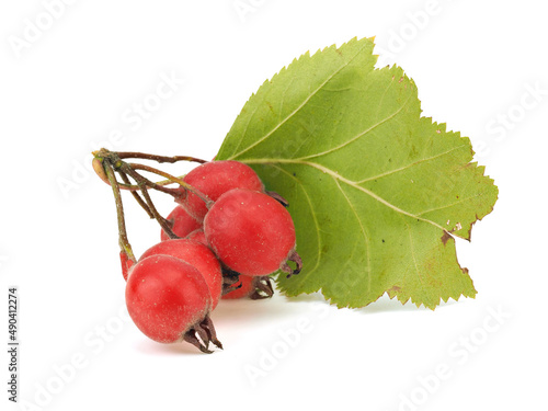 Hawthorn berries on a white background photo