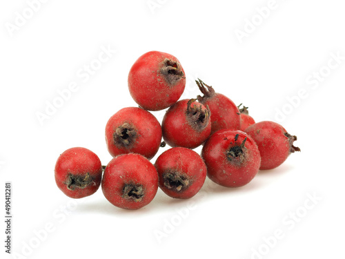 Hawthorn berries on a white background