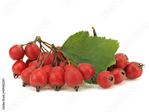 Hawthorn berries on a white background