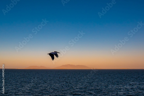 Brown pelican (Pelecanus occidentalis) in flight over the Pacific Ocean with mountains in haze at sunrise near Baja Californa Sur, Mexico.