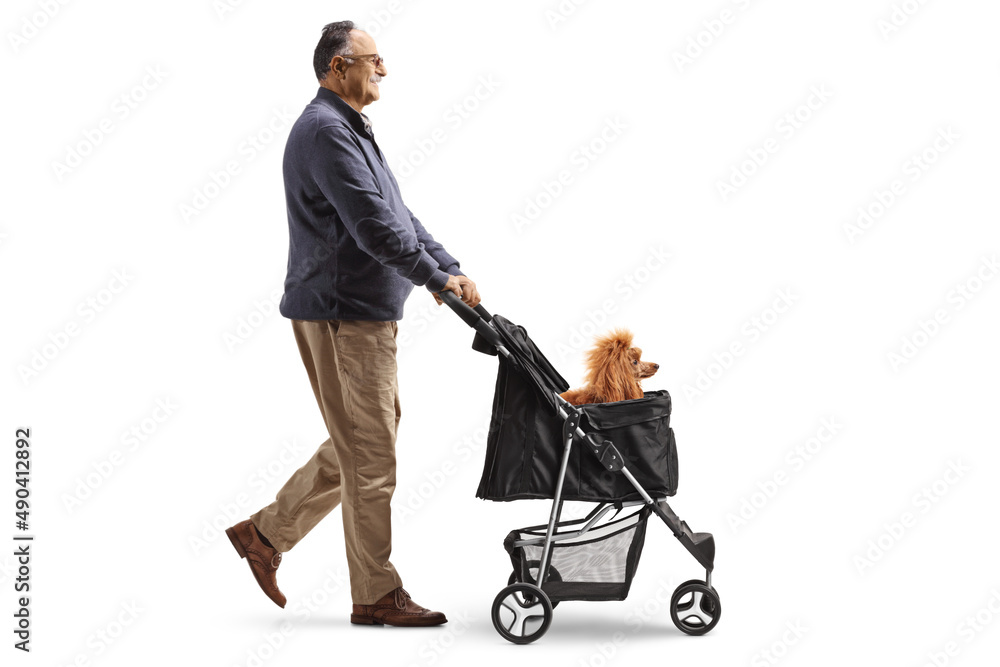 Profile shot of a mature man walking with a poodle in a dog stroller Profile shot of a mature man walking with a poodle in a dog stroller