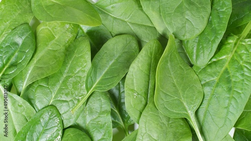 Fresh Green Spinach as Background Texture