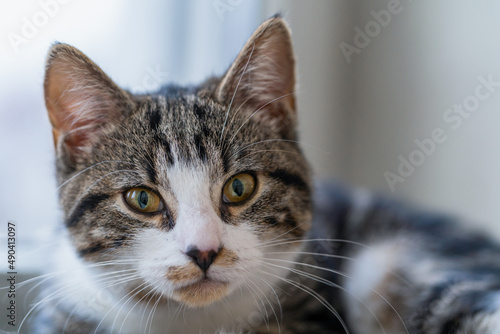 Young cat napping on the windowsill