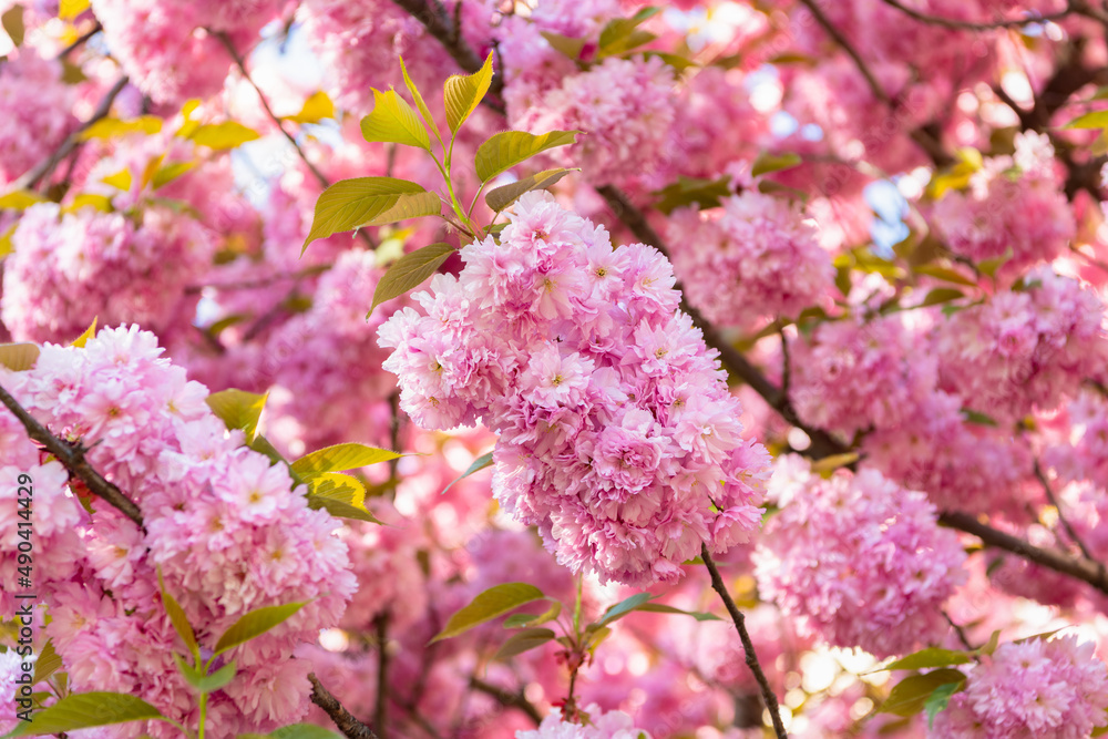 pink sakura flower on blooming spring tree. nature background