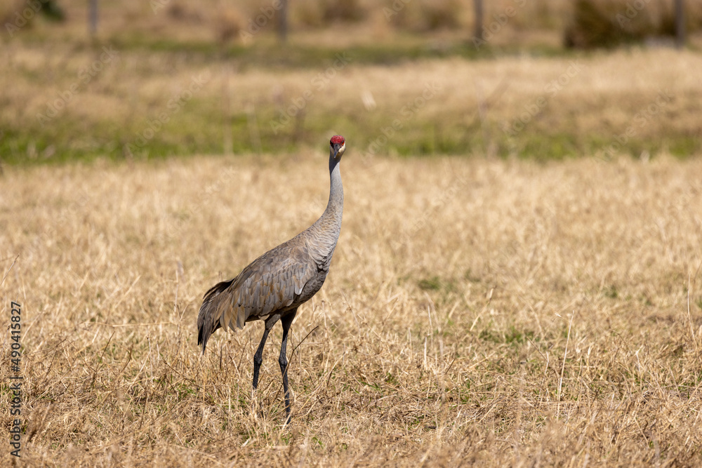 Sandhill Crane in a Central Florida farm pasture. Sandhill Crane in a Central Florida farm pasture.